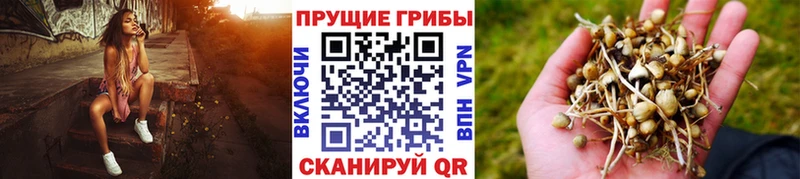 Псилоцибиновые грибы GOLDEN TEACHER  Качканар 